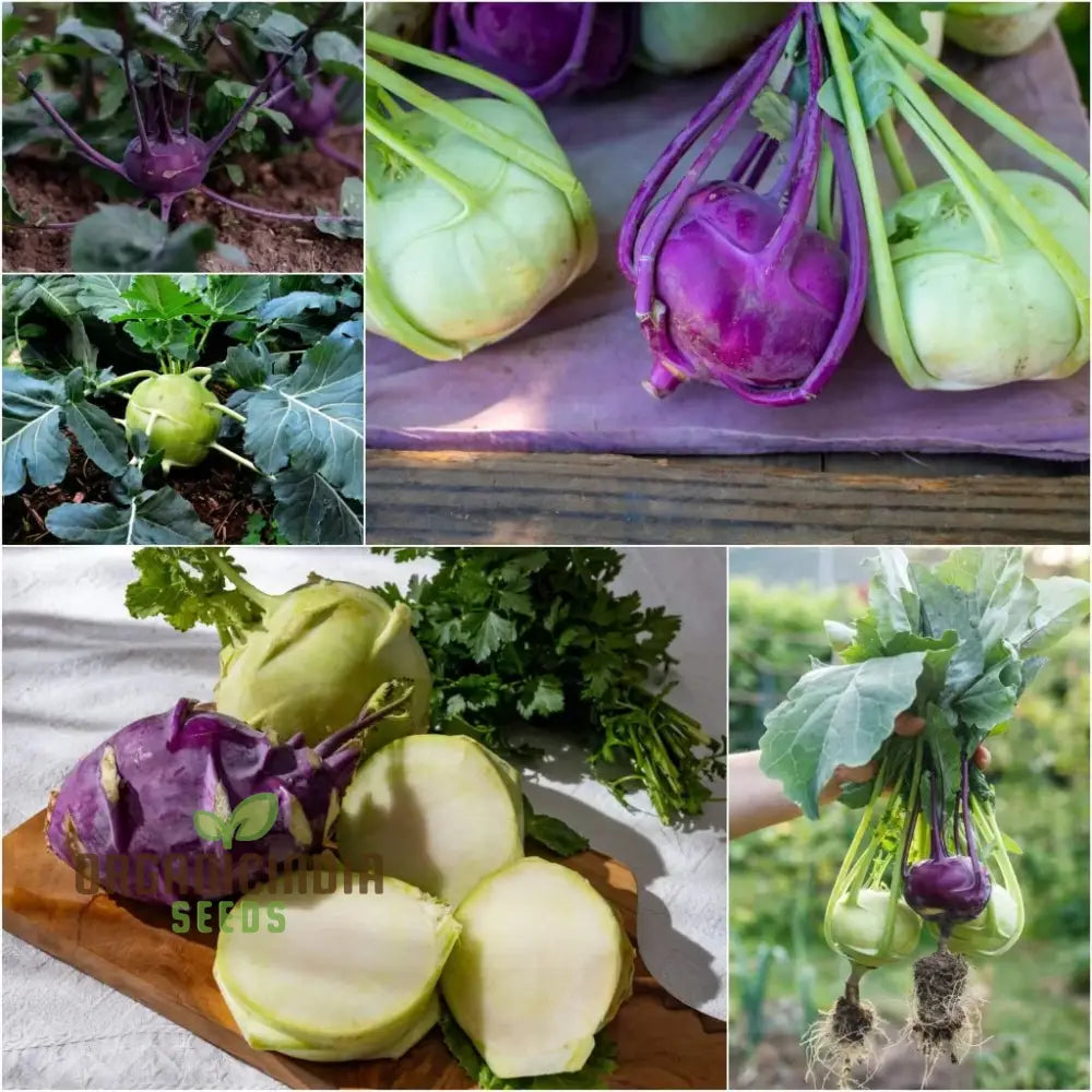 Kohl Rabi Mix Seeds for Planting, Organic Non-GMO Vegetable Seeds
