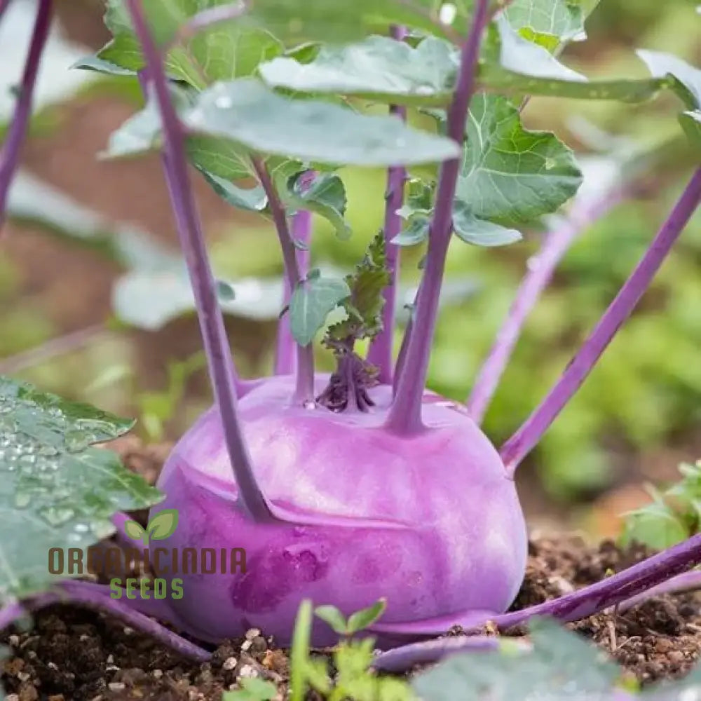 Mature Purple Vienna Kohl Rabi Bulbs from Premium Seeds