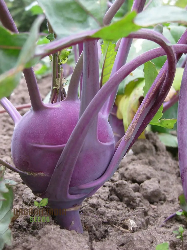 Purple Vienna Kohl Rabi Plants in Vegetable Garden