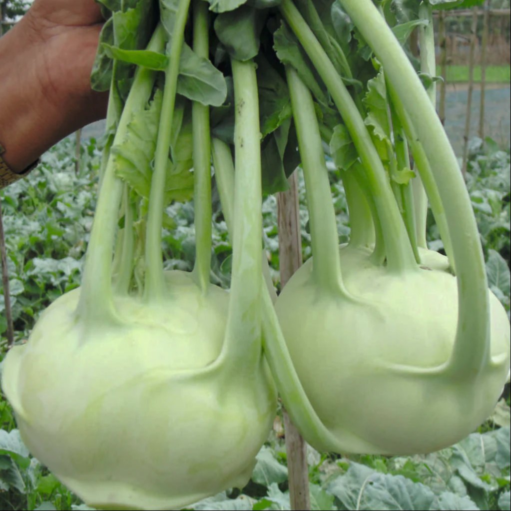 Mature White Desi Kohlrabi Plant in Garden