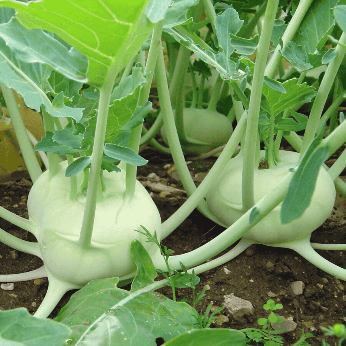 White Desi Kohlrabi Seeds Pack for Home Gardening