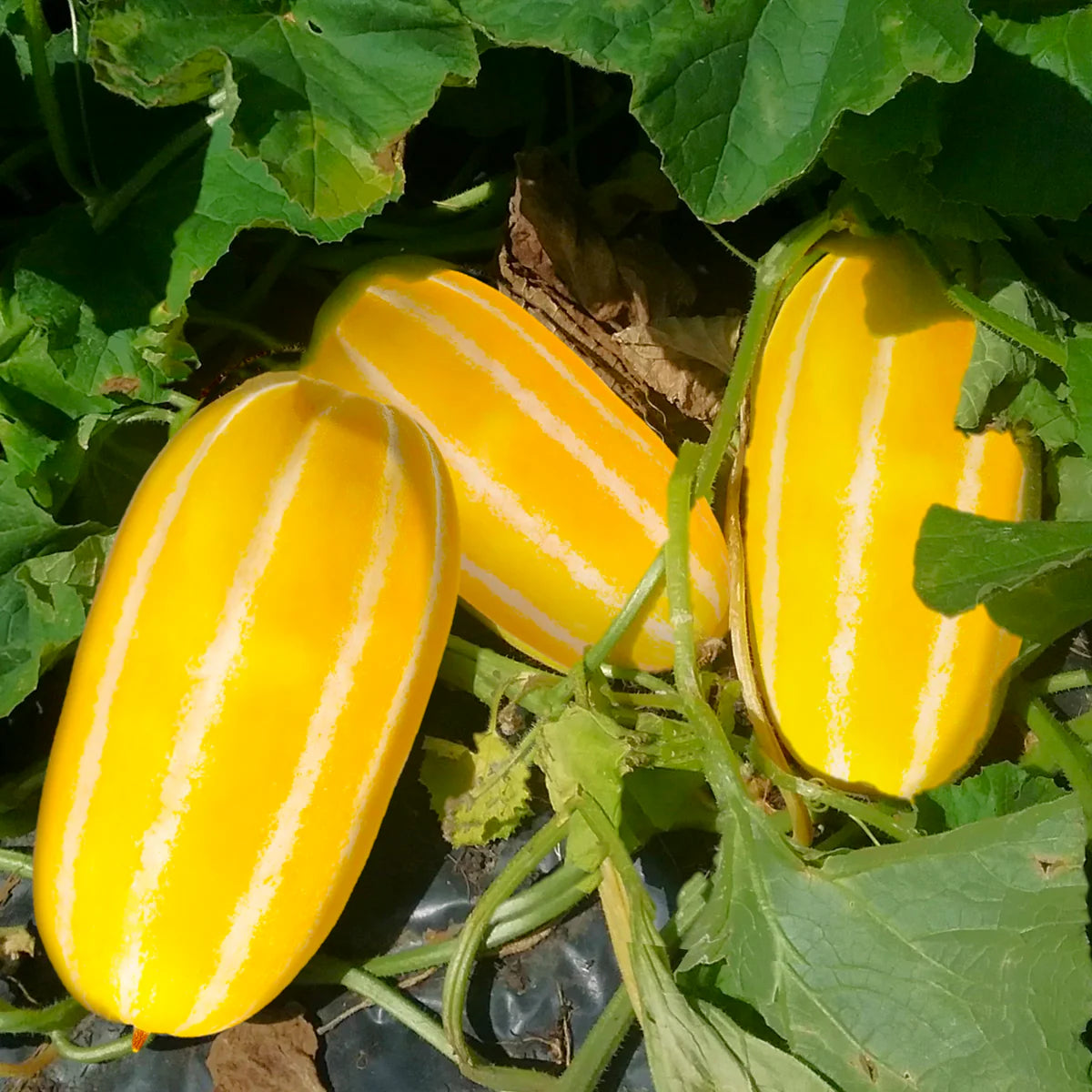 Kolkhoznitsa Melon Seeds for Planting Non-GMO