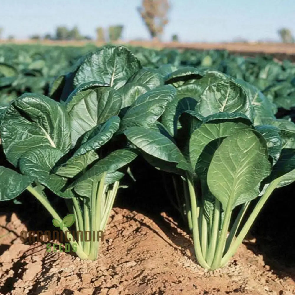 Komatsuna Leafy Vegetable Seeds, Japanese Mustard Spinach for Planting
