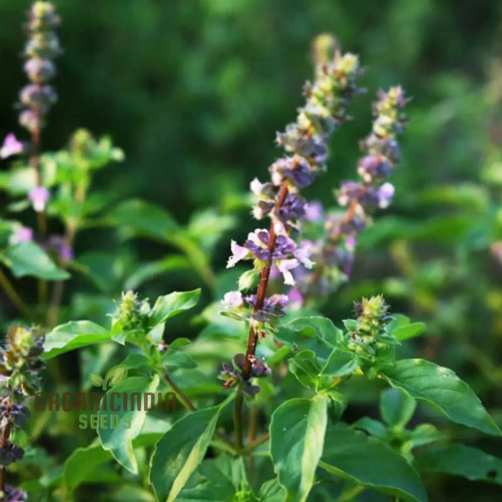 Krishna Tulasi Seedlings Sprouting in Pots