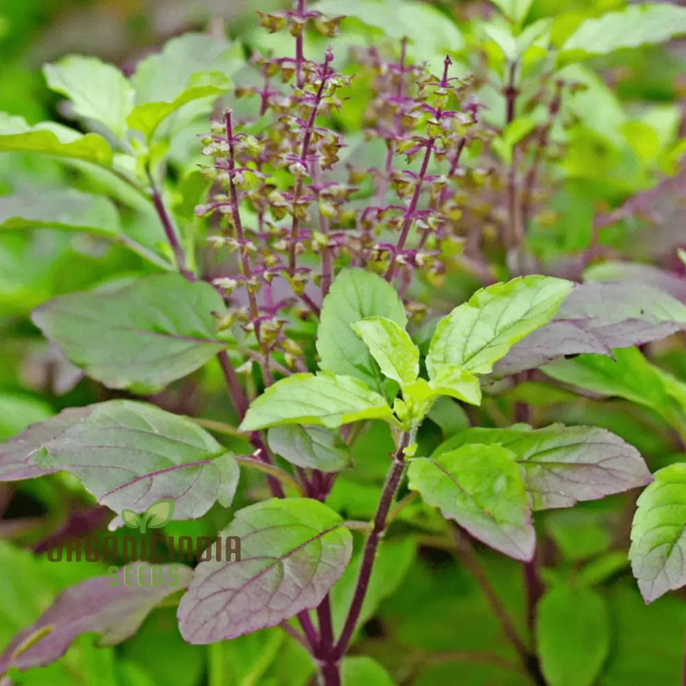 Krishna Tulasi Seeds for Planting – Sacred Holy Basil Herb