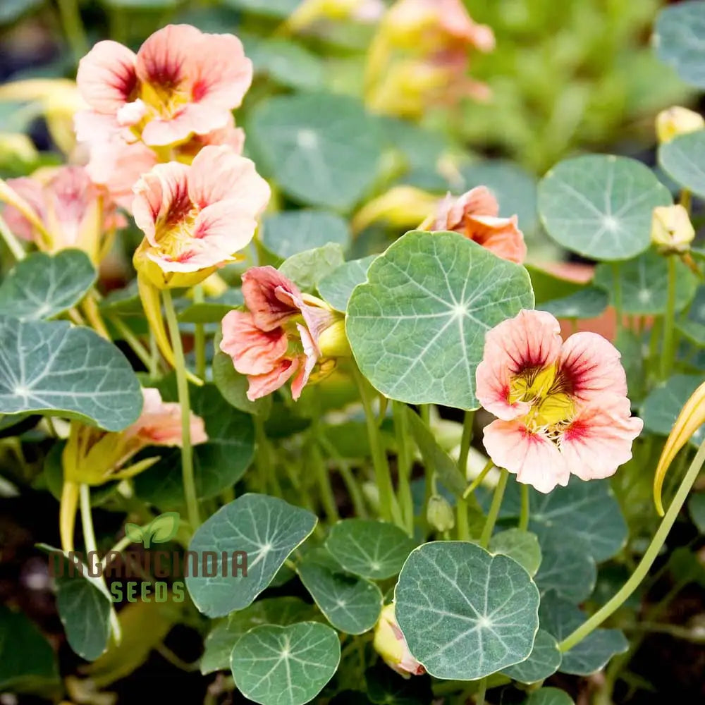 Ladybird Rose nasturtium seeds edible rose pink flowers