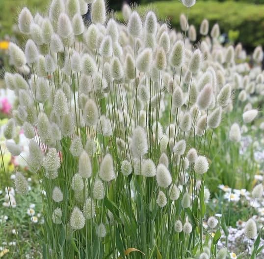 Lagurus Ovatus Seeds for Dried Flower Arrangements and Crafts