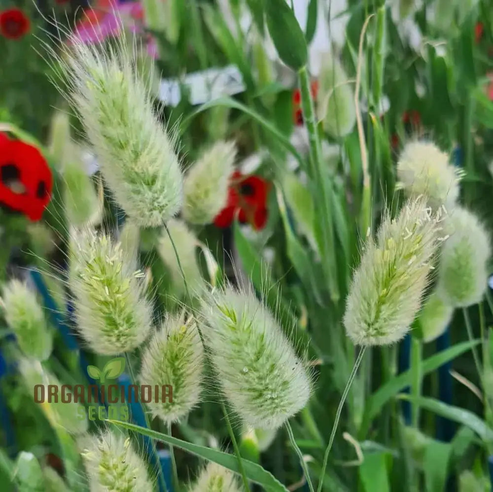 Lagurus Ovatus Seeds for Ornamental Grass Garden Planting