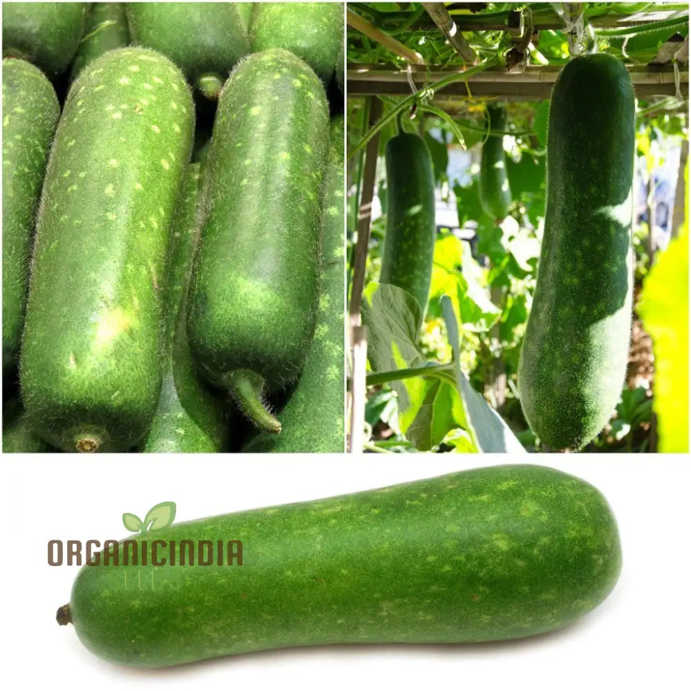 Lai Jud F1 Gourd Seeds for Planting, Premium Hybrid Variety