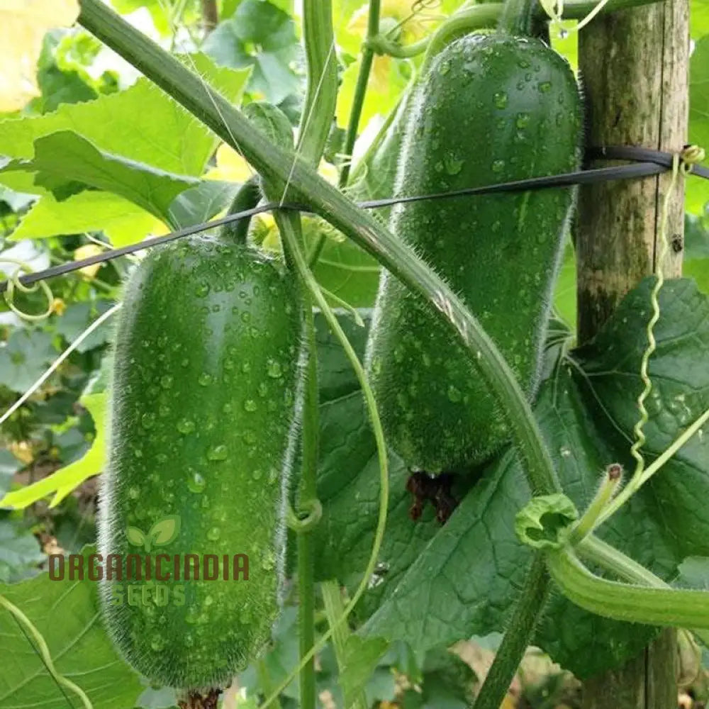 Vigorous Lai Jud F1 Gourd Vines with Green Leaves