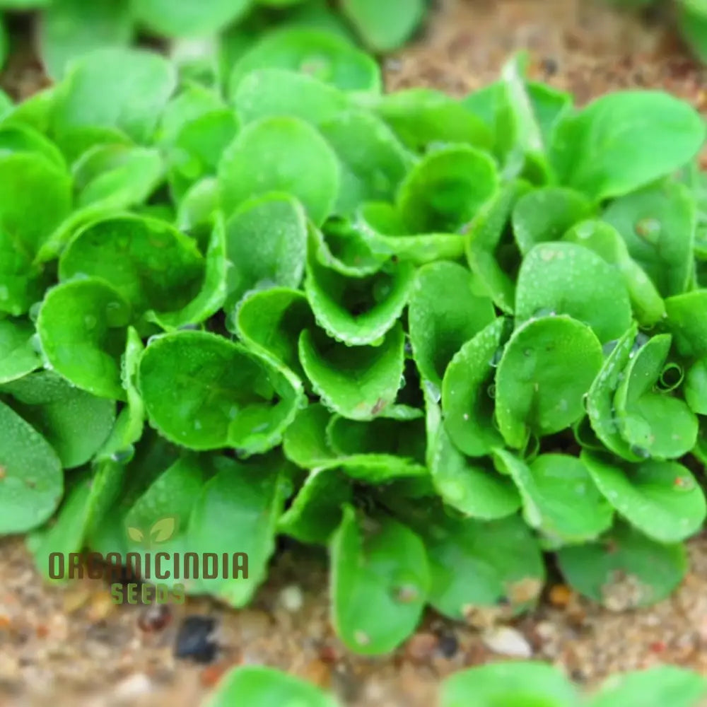 Verte de Cambrai Lambs Lettuce Seeds Packet, Heirloom Non-GMO Seeds for Planting