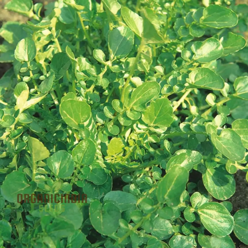 Mature American Land Cress Plant, Fresh Peppery Leaves in Garden Bed