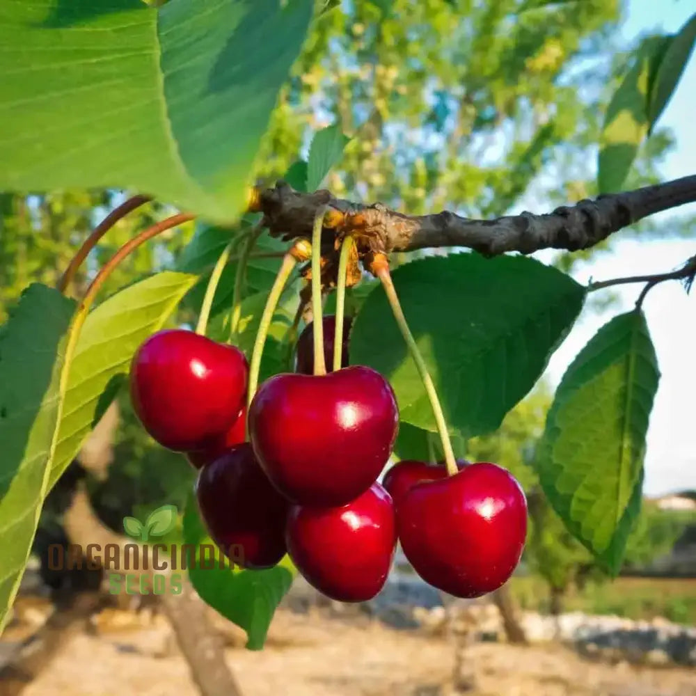 Lapins Cherry Seeds for Home and Outdoor Gardening