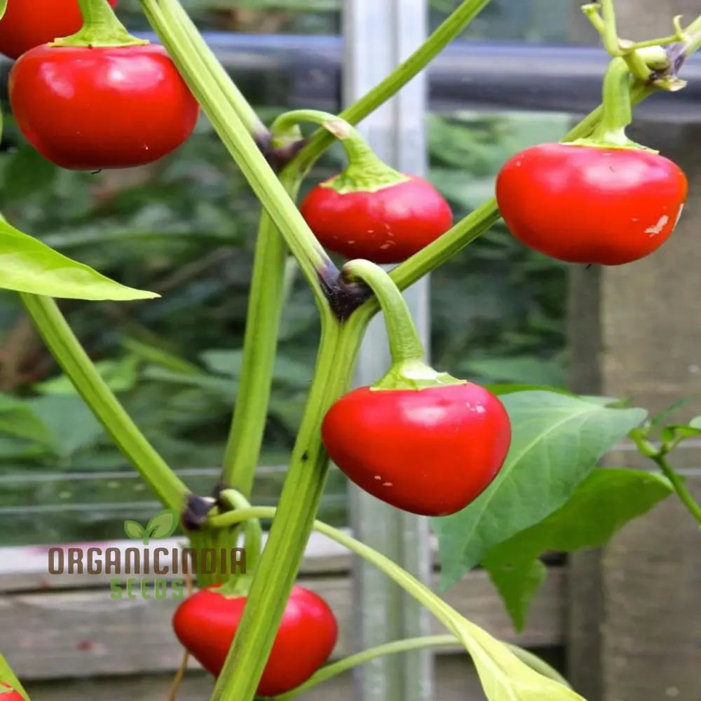 Harvested Large Red Cherry Peppers from Seeds, Vibrant Spicy Chili Peppers