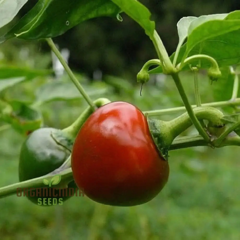 Mature Large Red Cherry Pepper Plant from Seeds, Compact and Spicy Peppers