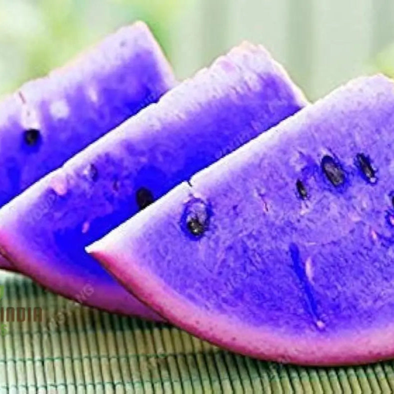 Large Watermelon Variety Seeds for Backyard Growing