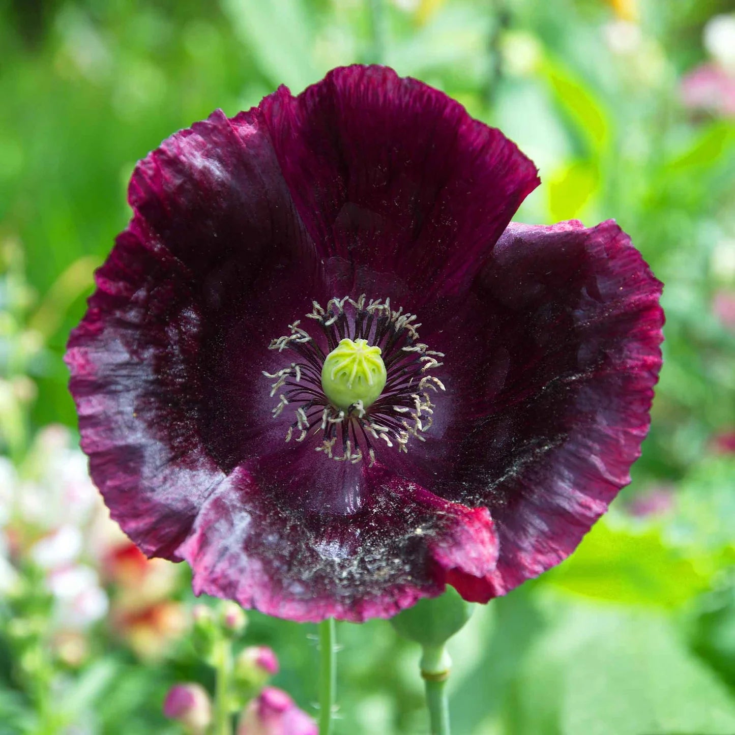 Lauren’s Grape poppy seeds Papaver somniferum for planting