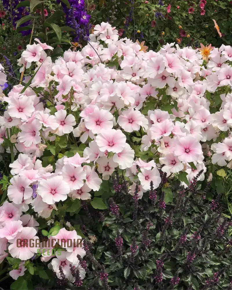 Lavatera â€™Dwarf Pink Blushâ€™ â€“ Exquisite Dwarf Blush For Vibrant And Compact Garden Spacesâ€™