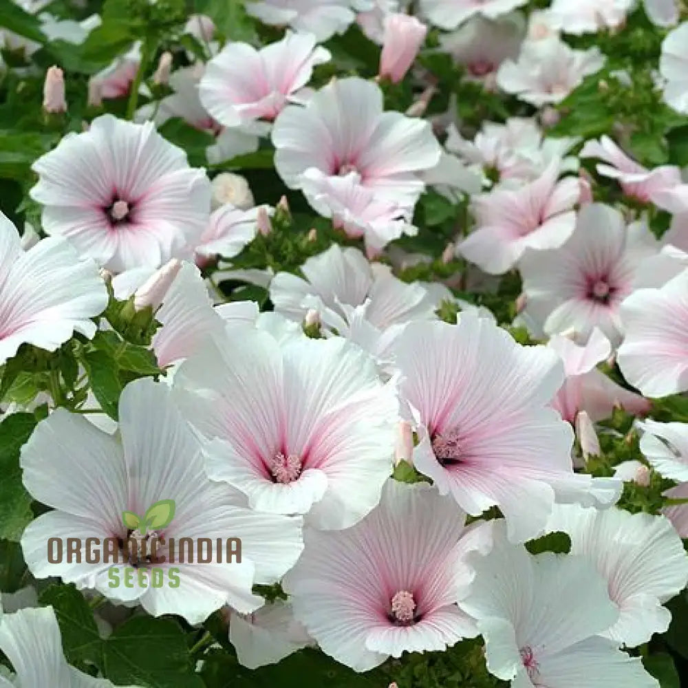 Lavatera â€™Dwarf Pink Blushâ€™ â€“ Exquisite Dwarf Blush For Vibrant And Compact Garden Spacesâ€™