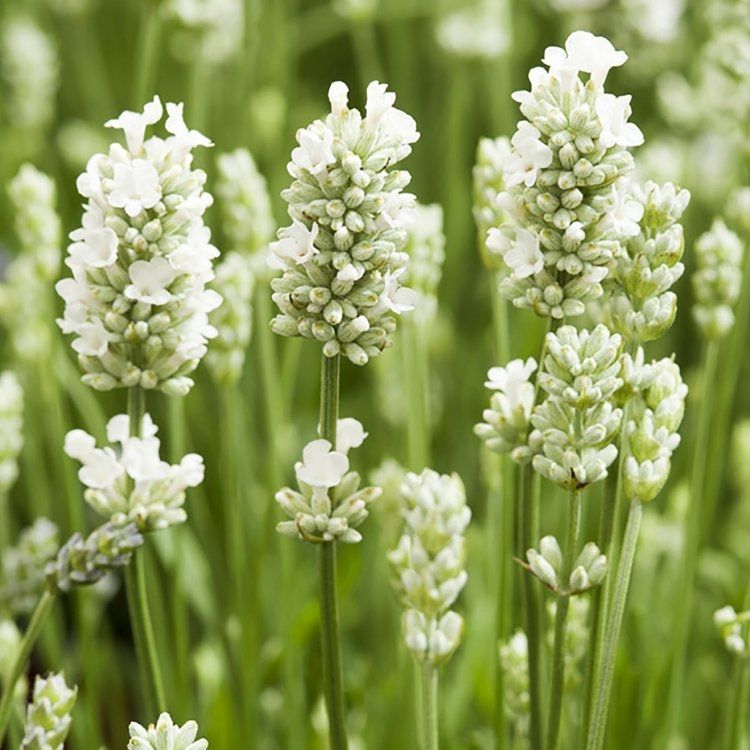 Pure White Lavender Seeds – Elegant Fragrant Blooms for Gardens & Landscaping