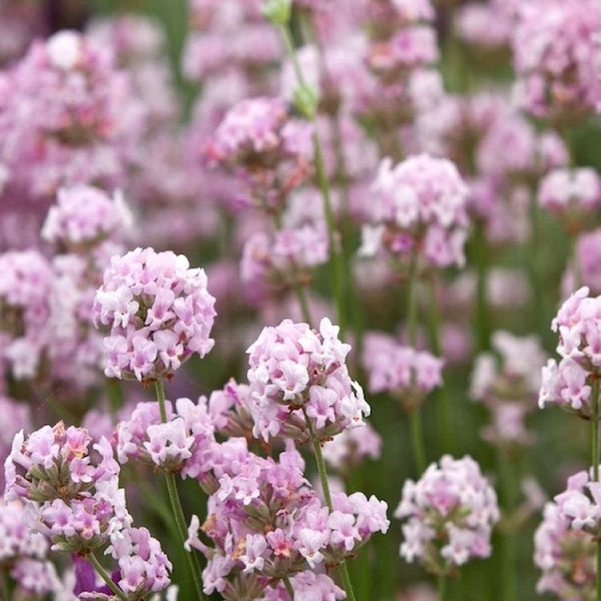 Rose Pink Lavender Seeds – Elegant Fragrant Blooms for Gardens & Bouquets