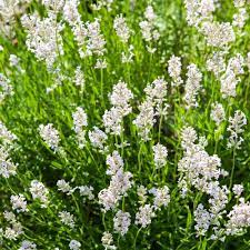 Lavender Ellagance Snow Seeds with White Blooms for Fragrant Gardens
