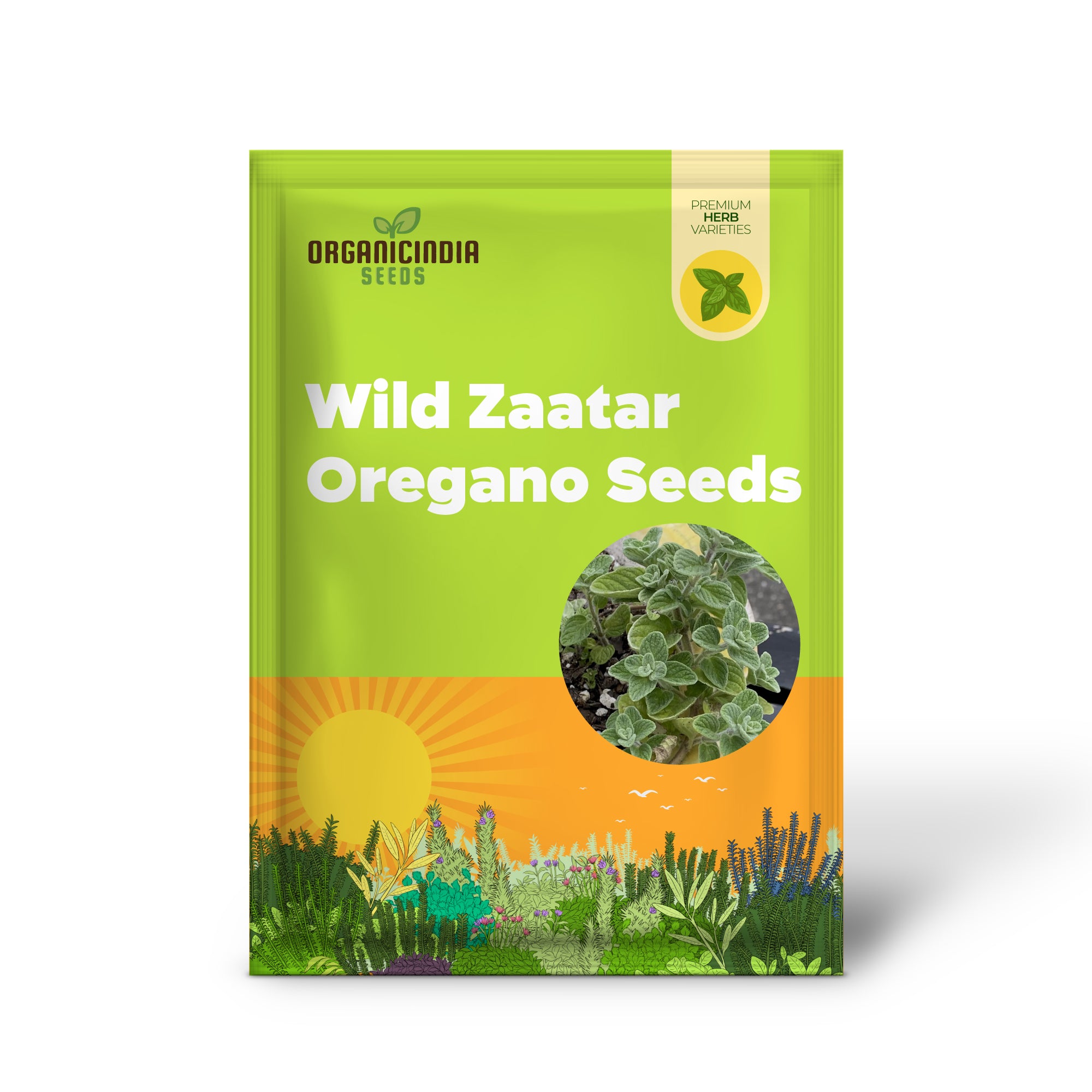 Lebanese Oregano Seeds for Home Garden and Outdoor Planting