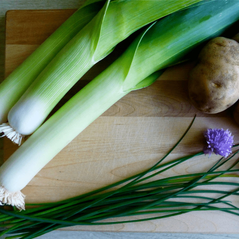 Mature Tadorna Leek Plant from Seeds, Upright and Clumping Growth