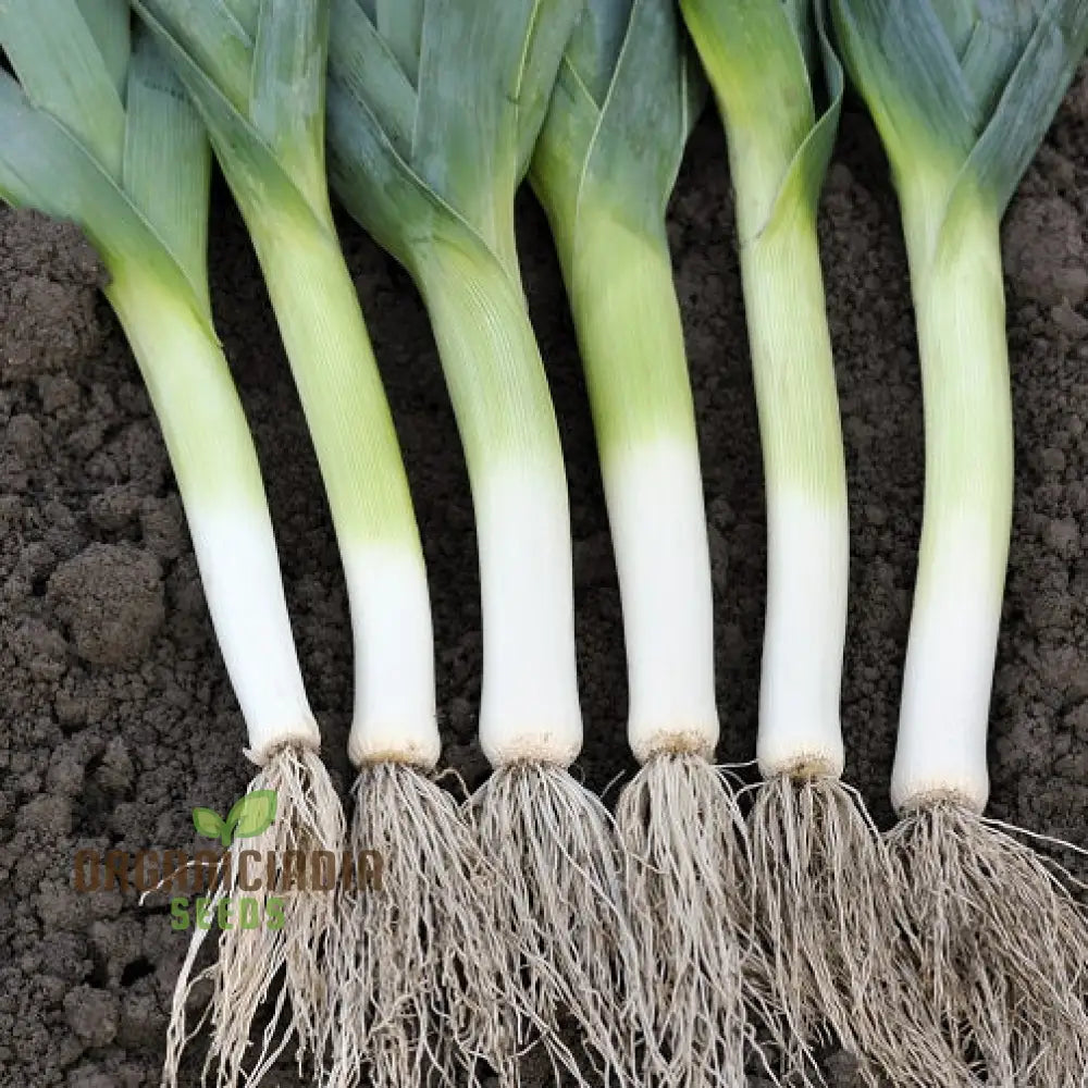 Tornado Leek Seeds for Planting, High-Yield Leek Seed Variety