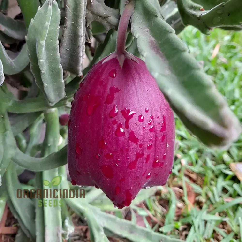 Leendertz carrion flower seeds growing into healthy seedlings