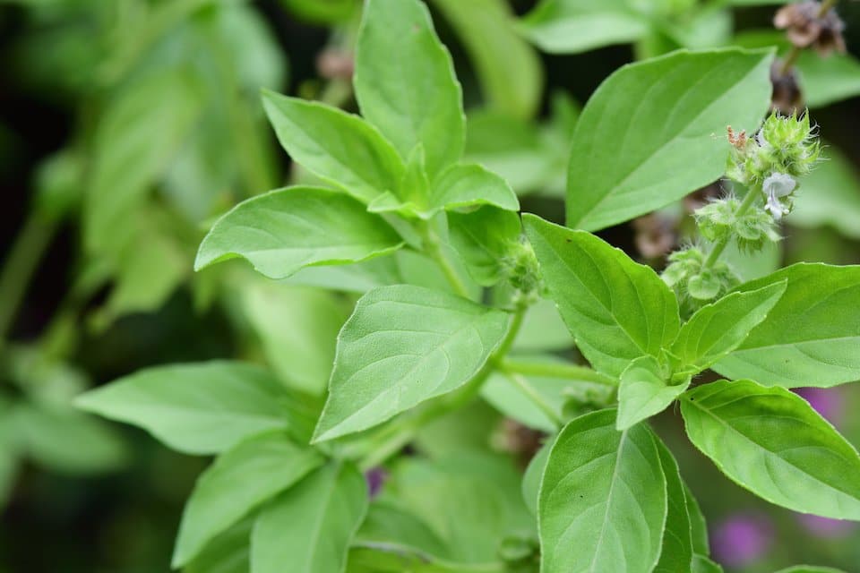 Lemon Basil Seeds Heirloom Non-GMO Fragrant Culinary Herb