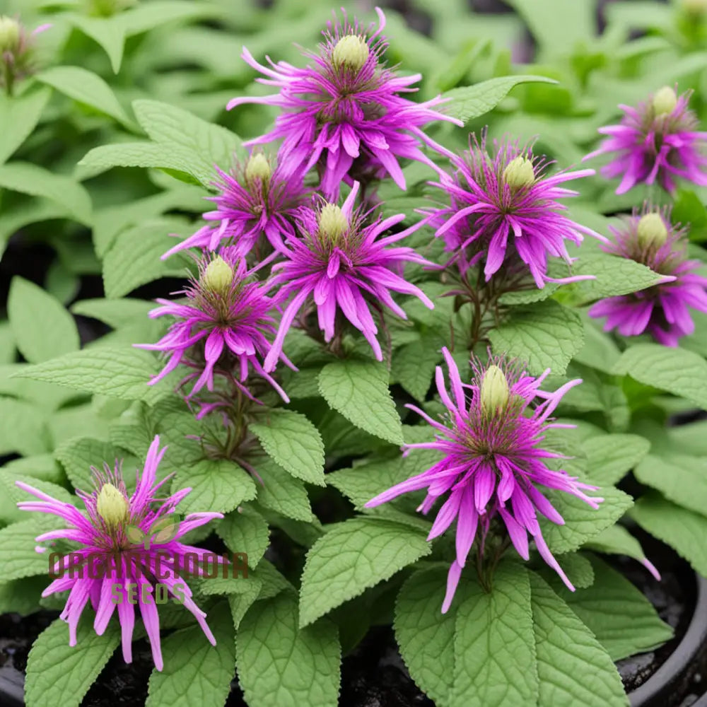 Lemon Bee Balm Flower Seeds for Wildflower and Meadow Gardens