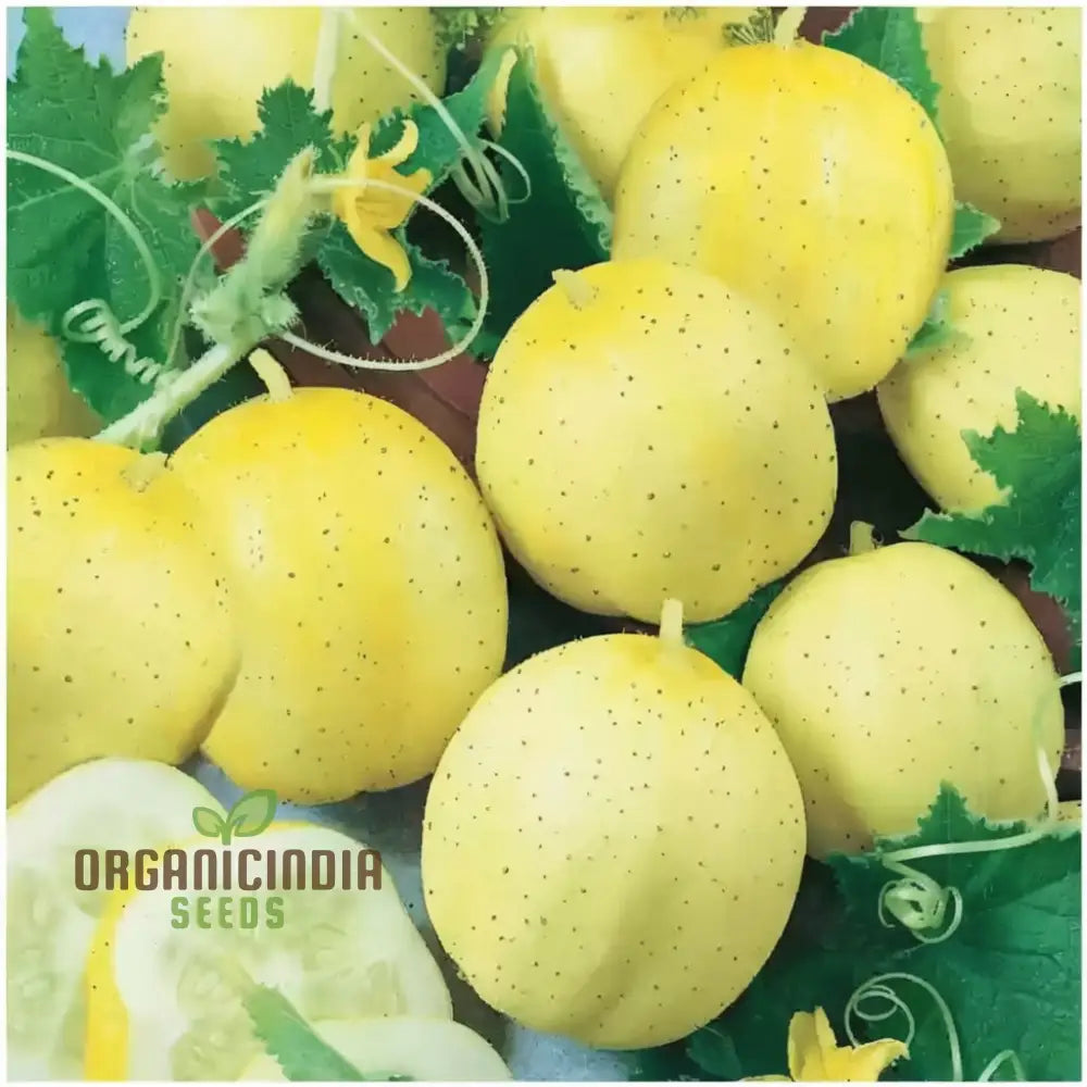 Harvested Lemon Cucumbers from Seeds, Easy-to-Grow Refreshing Variety