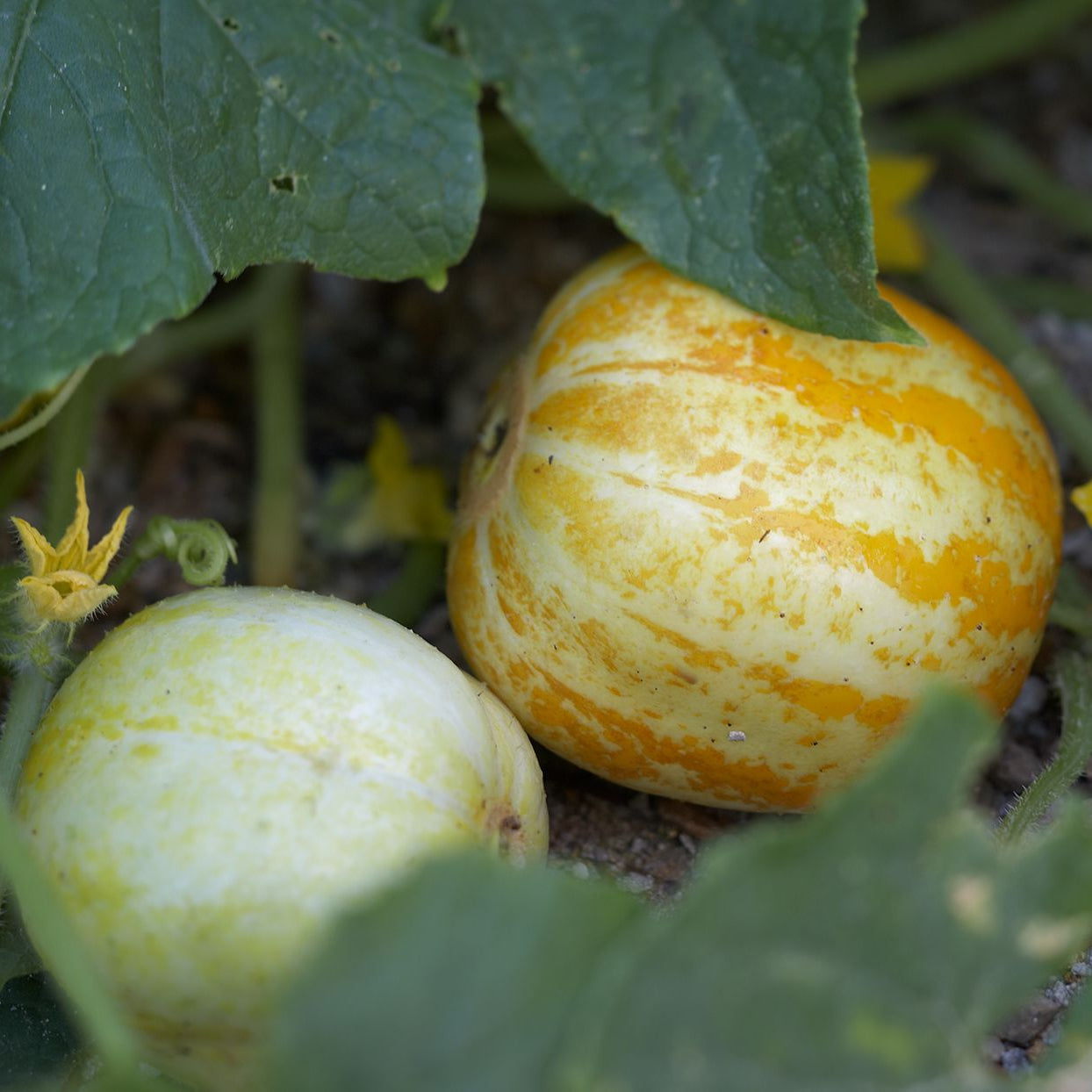 Lemon Heirloom Cucumber Plant with Round Yellow Fruits from Seeds