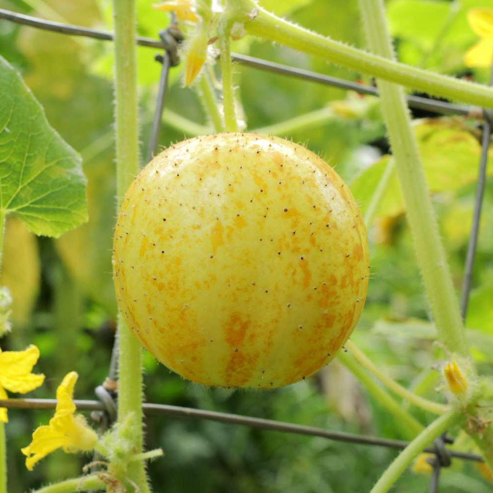 Lemon Cucumber Seeds Heirloom Yellow Round Variety for Home Garden