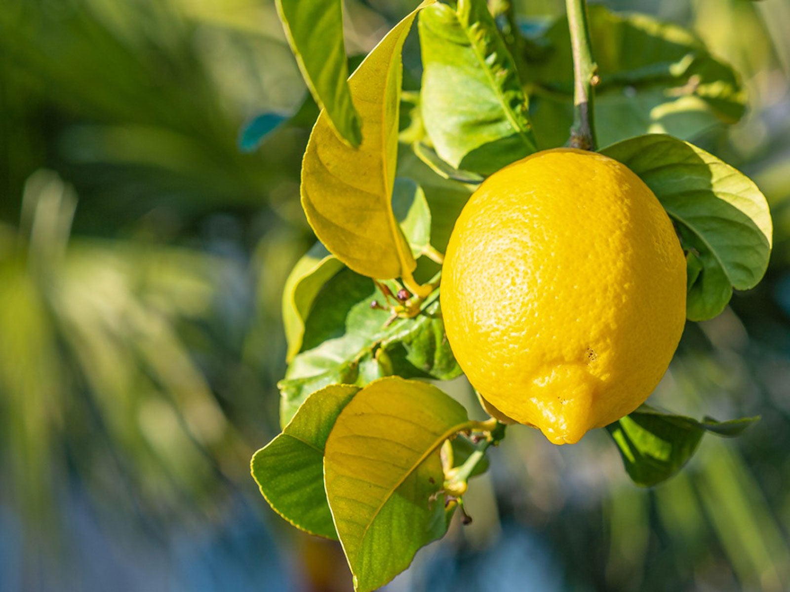 Lemon Plant with White Flowers and Developing Yellow Fruits