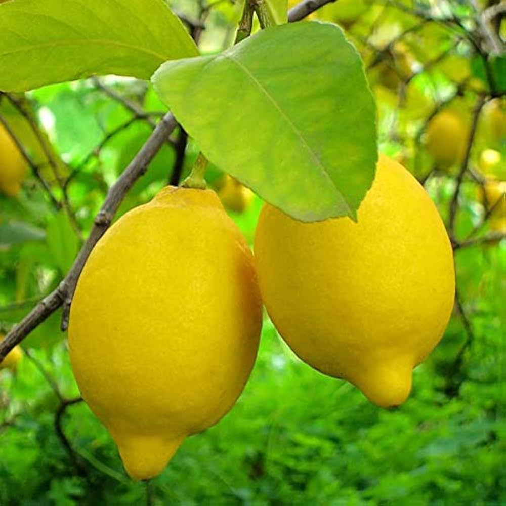 Organic Lemon Tree Seeds for Home Garden and Containers