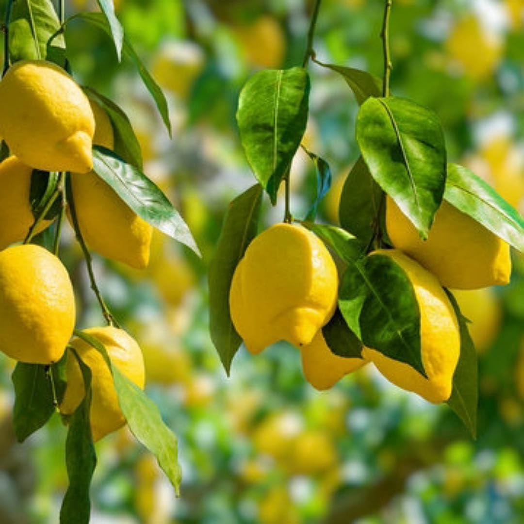 Lemon Seeds – Citrus limon Non-GMO Seeds for Growing Lemon Trees