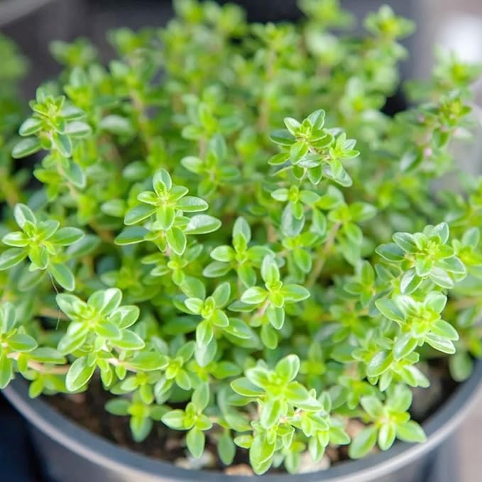 Lemon Thyme Seeds Thymus Citriodorus for Culinary and Ornamental Use