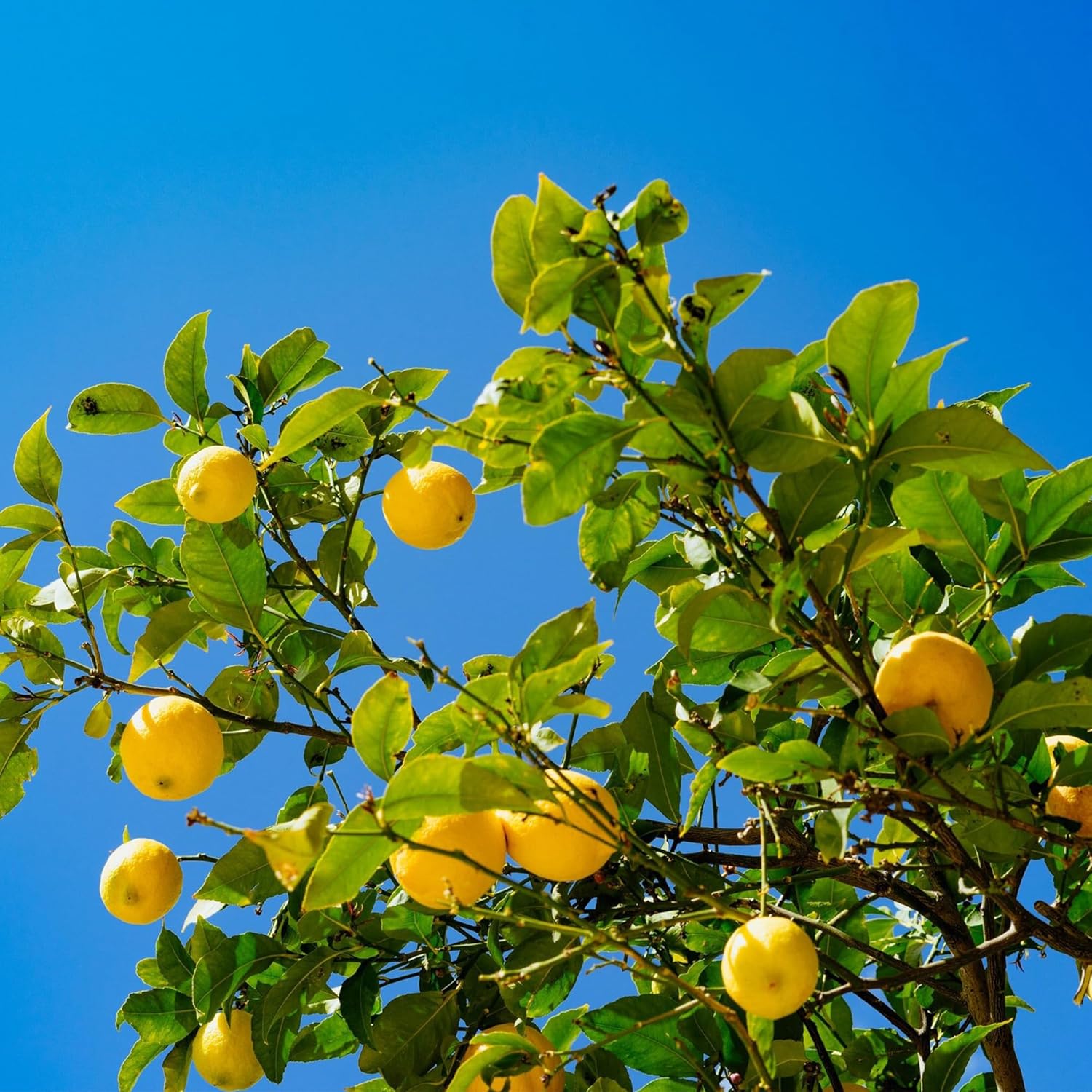 Dwarf Lemon Tree in Pot from Seeds, Evergreen Citrus Plant