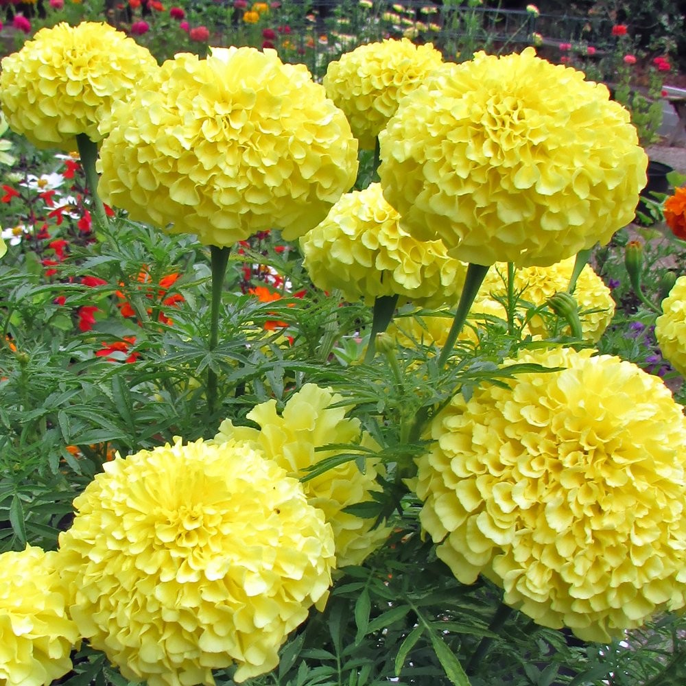 Lemon Yellow Marigold Seeds for Vibrant Garden Flower Planting