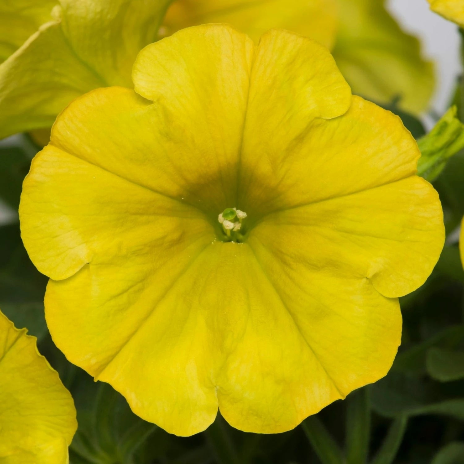 Lemon Yellow Petunia Flower Seeds for Garden Planting