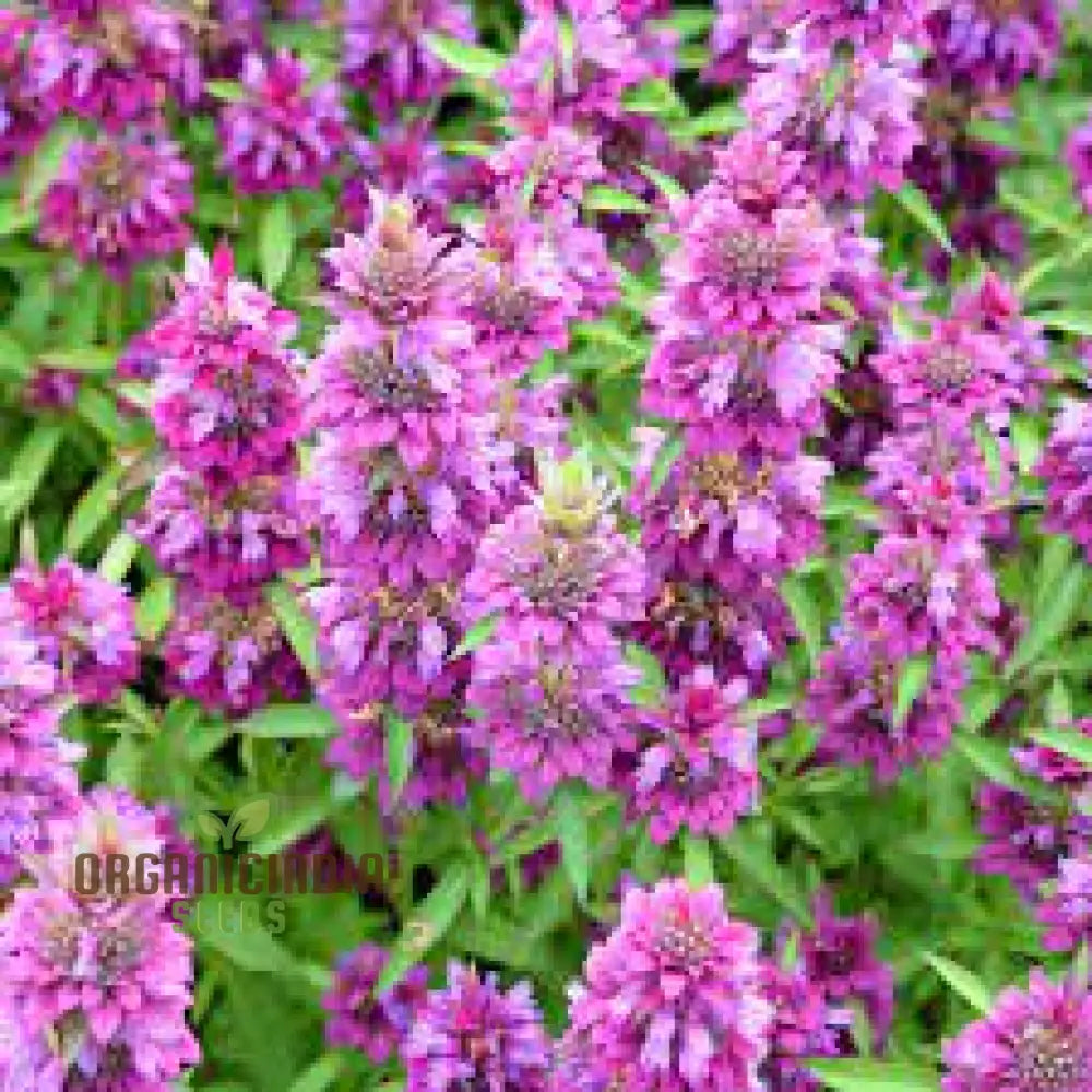 Lemon Mint Seeds for Planting – Fragrant Mint Variety for Home Gardens