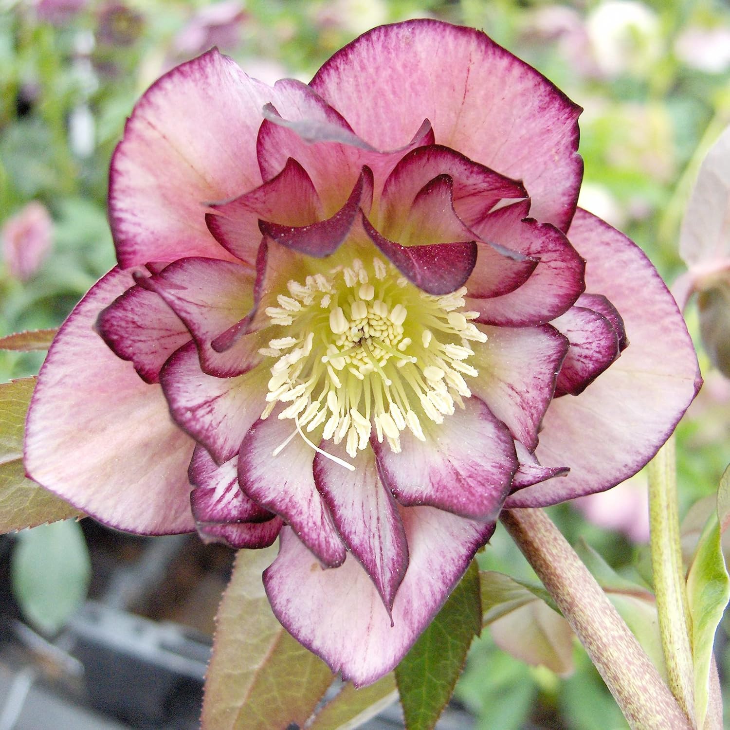 Lenten Rose perennial seeds with early spring blooms