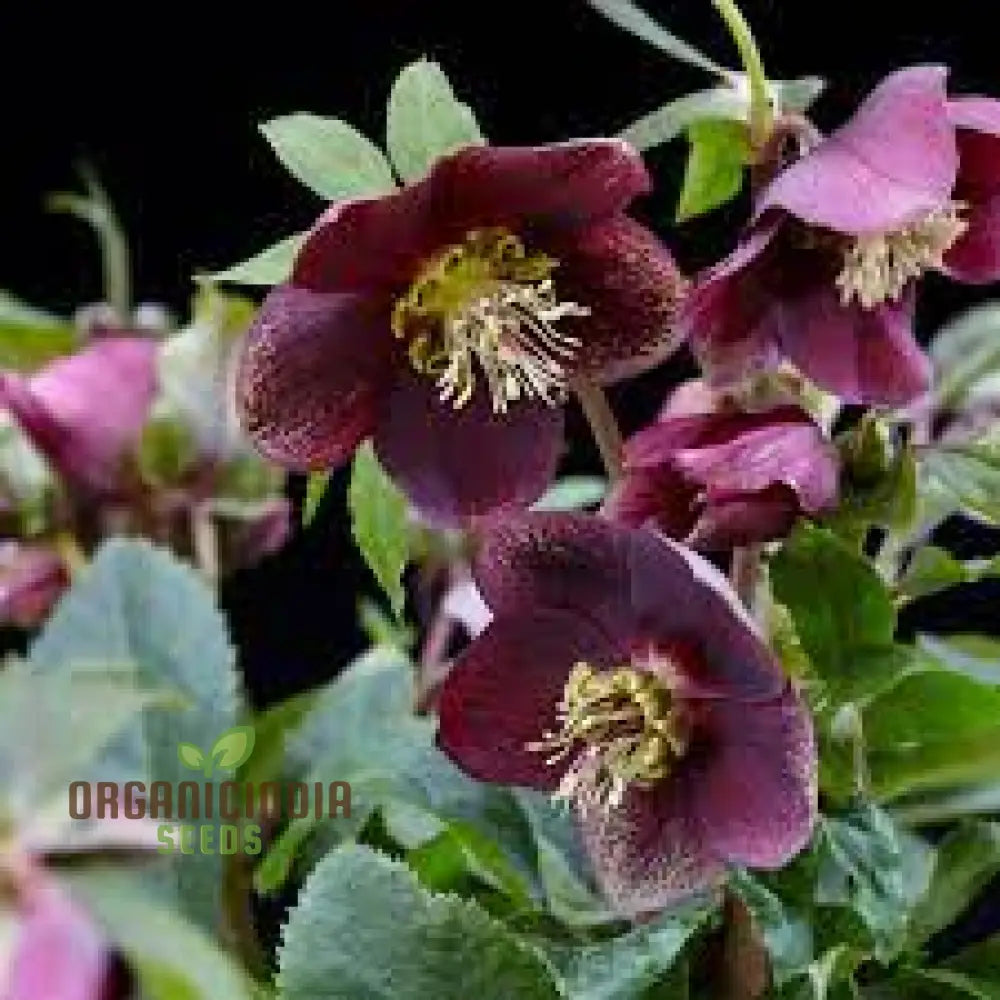 Lenten Rose Helleborus Orientalis Growing in Garden