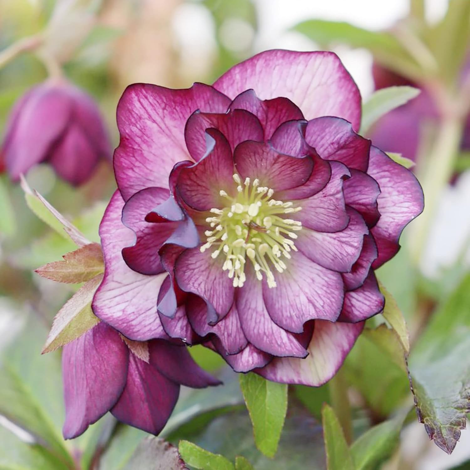 Lenten Rose Seeds Helleborus perennial for shade gardens