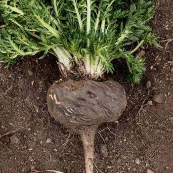 Lepidium meyenii Black Maca seeds for planting home garden