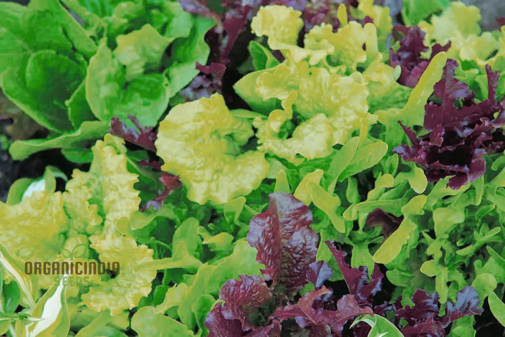 Lettuce Mixed Baby Leaf Plant in Container from Seeds, Home Garden Greens