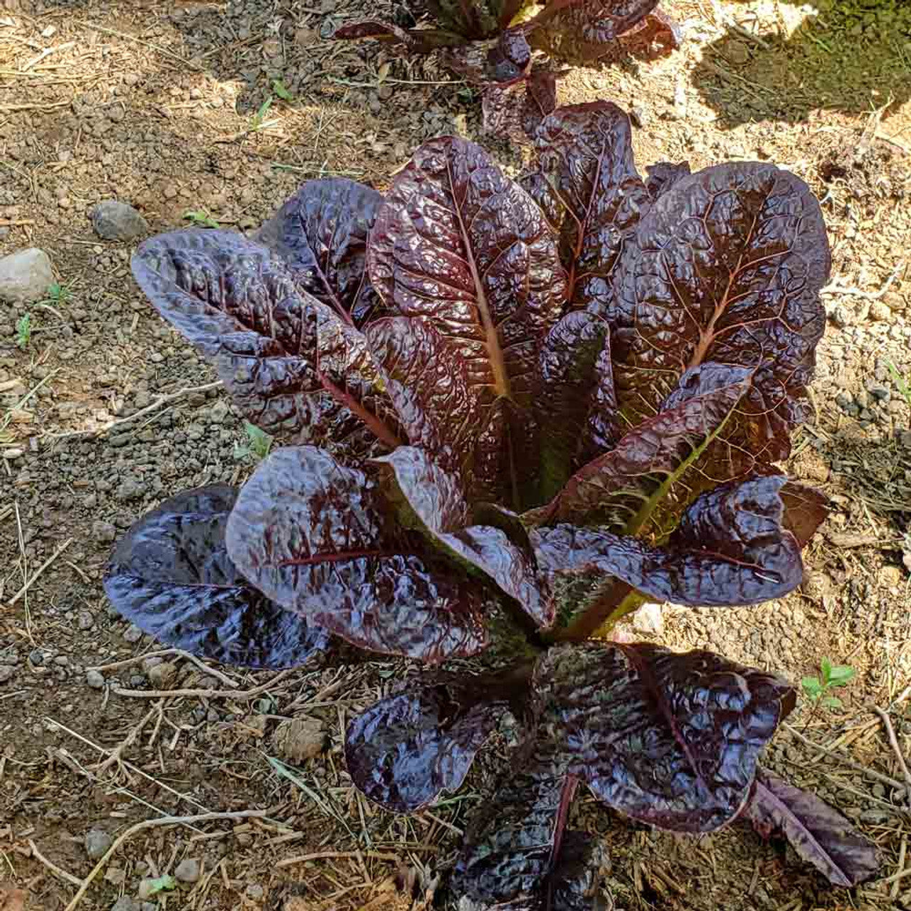 Red Cos Lettuce Growing in Container from Seeds, Home Garden Greens
