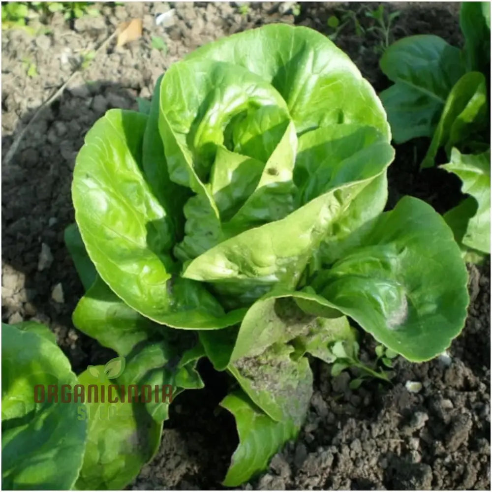 Mature Little Gem Lettuce Plant from Seeds, Crisp and Flavorful Heads